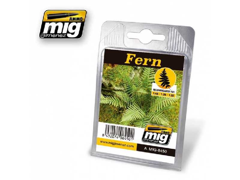 Fern - image 1