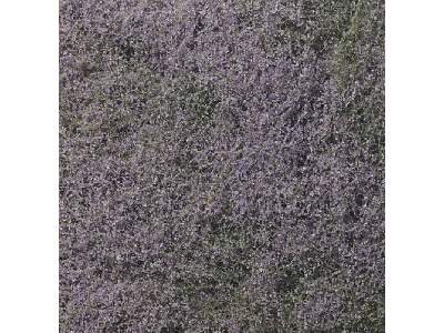 Flowering Foliage Purple - image 1