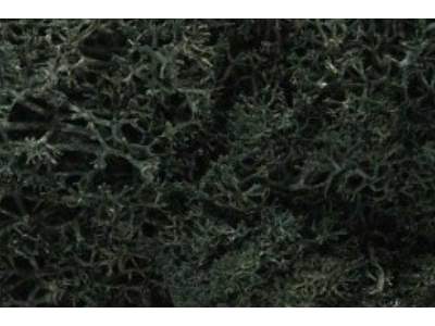 ZAROŚLA - Drak Green Lichen - image 1