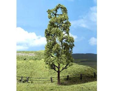 3 PREMIUM trembling poplars - image 1
