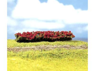 5 hedges, red-blooming - image 1