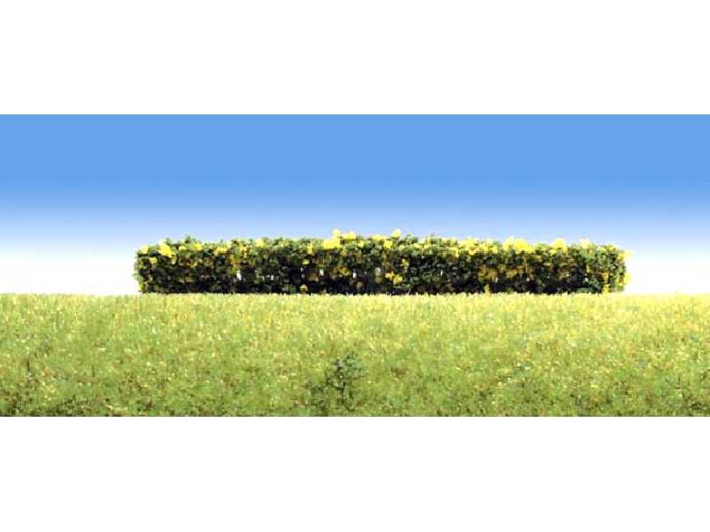 3 hedges, flowering yellow - image 1