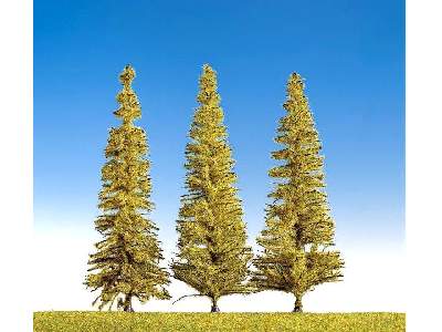 3 larch trees - image 1