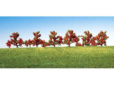 6 bushes, red flowers - image 1
