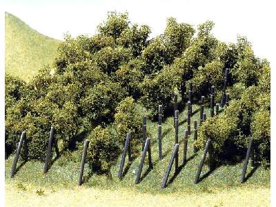 36 Vines with vineyard poles - image 1