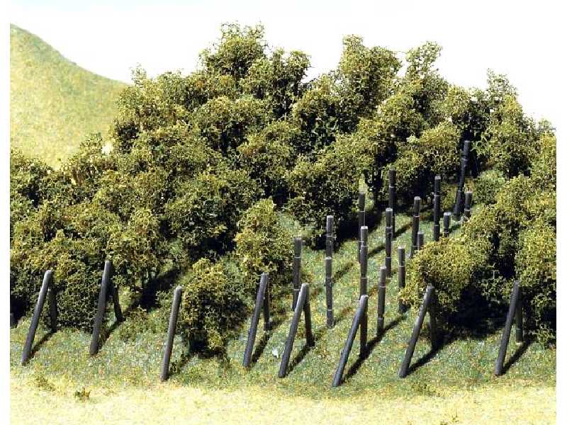 36 Vines with vineyard poles - image 1