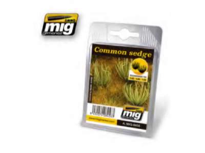 Common Sedge - image 1