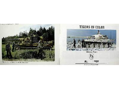 Tiger's In Color - image 2
