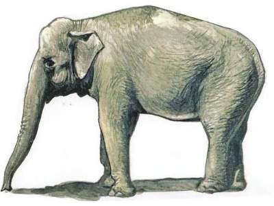 Asian Elephant - image 1