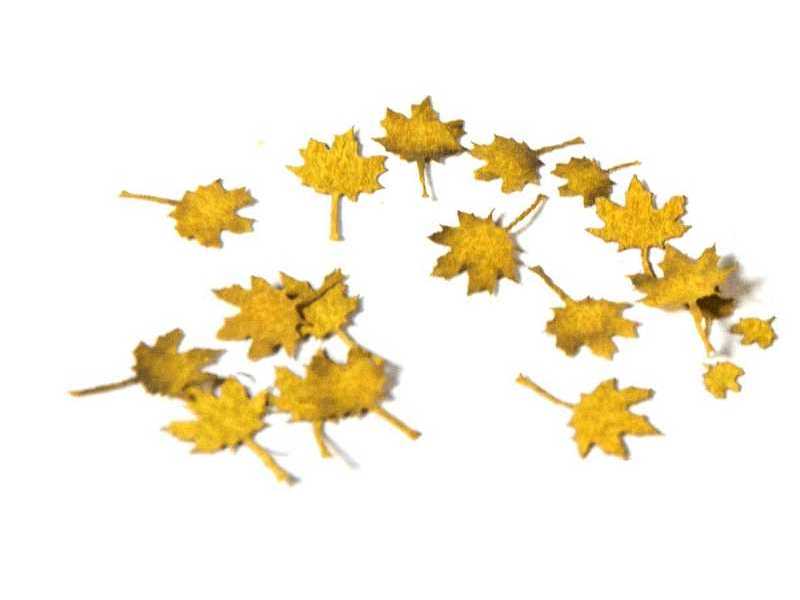 Maple Autumn - Dry Leaves - image 1 Maple Autumn - Dry Leaves - image 1