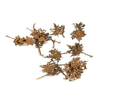 Maple Dead Leaves - Dry Leaves - image 1