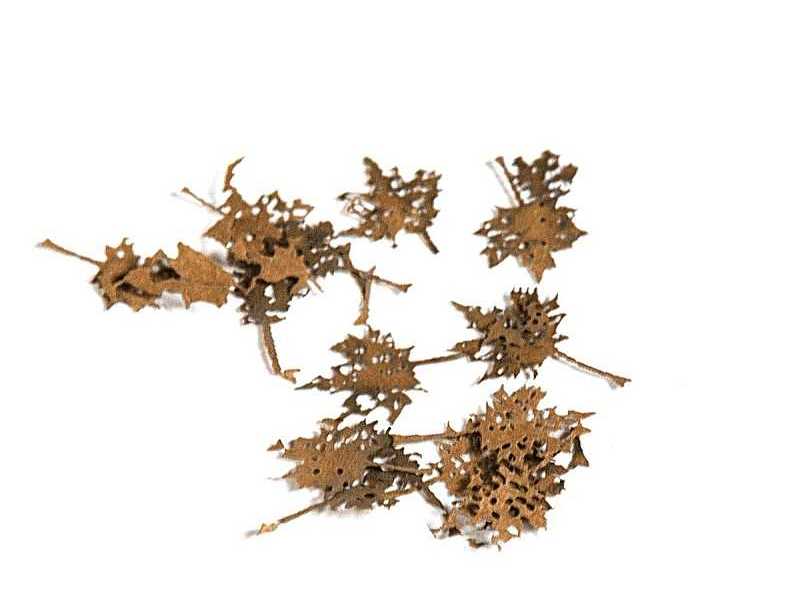 Maple Dead Leaves - Dry Leaves - image 1