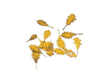 Oak Autumn - Dry Leaves - image 1