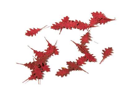Northern Red Oak Autumn - Dry Leaves - image 1
