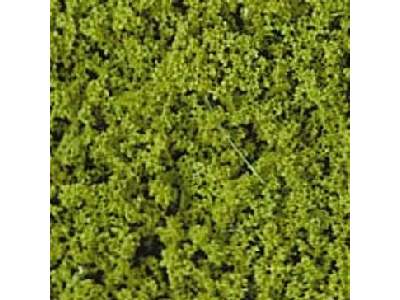 Light green foliage - image 1