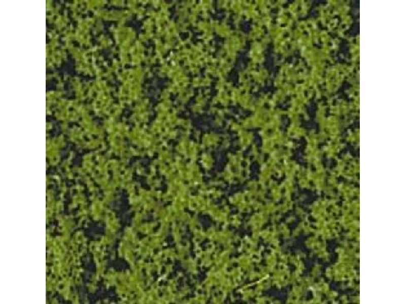 Medium green foliage - image 1