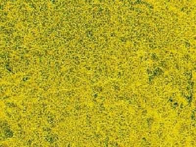 Rape flower meadow grass - 14 x 28 cm - image 1