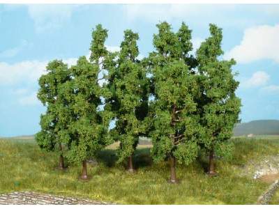 Beeches trees - 11-13 cm - 10 pcs. - image 1