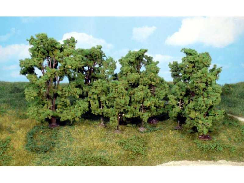 Deciduous trees - 6-13 cm - 12 pcs. - image 1