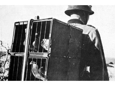 German Pigeons Of War - image 3