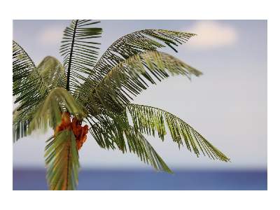 Leaves Palm Cocos Nucifera colour 1/35 - image 7