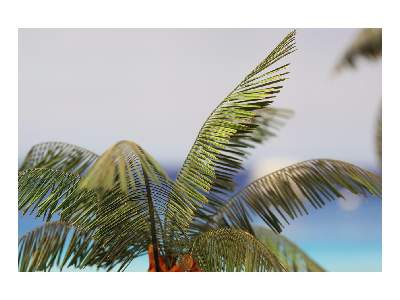Leaves Palm Cocos Nucifera colour 1/35 - image 9