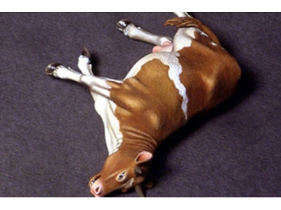Dead Cow - image 1