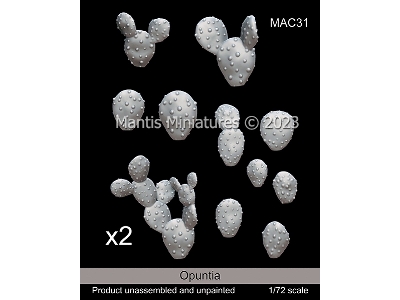 Opuntia - image 1