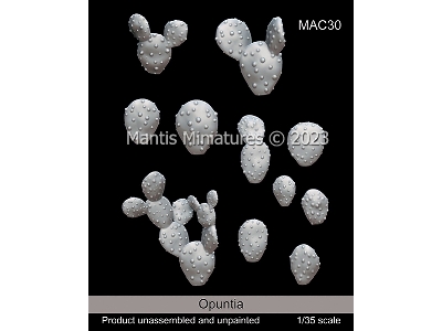 Opuntia - image 1