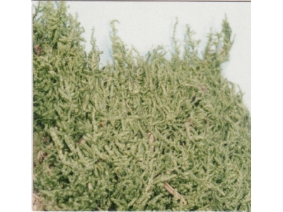 Plates Moss - image 1