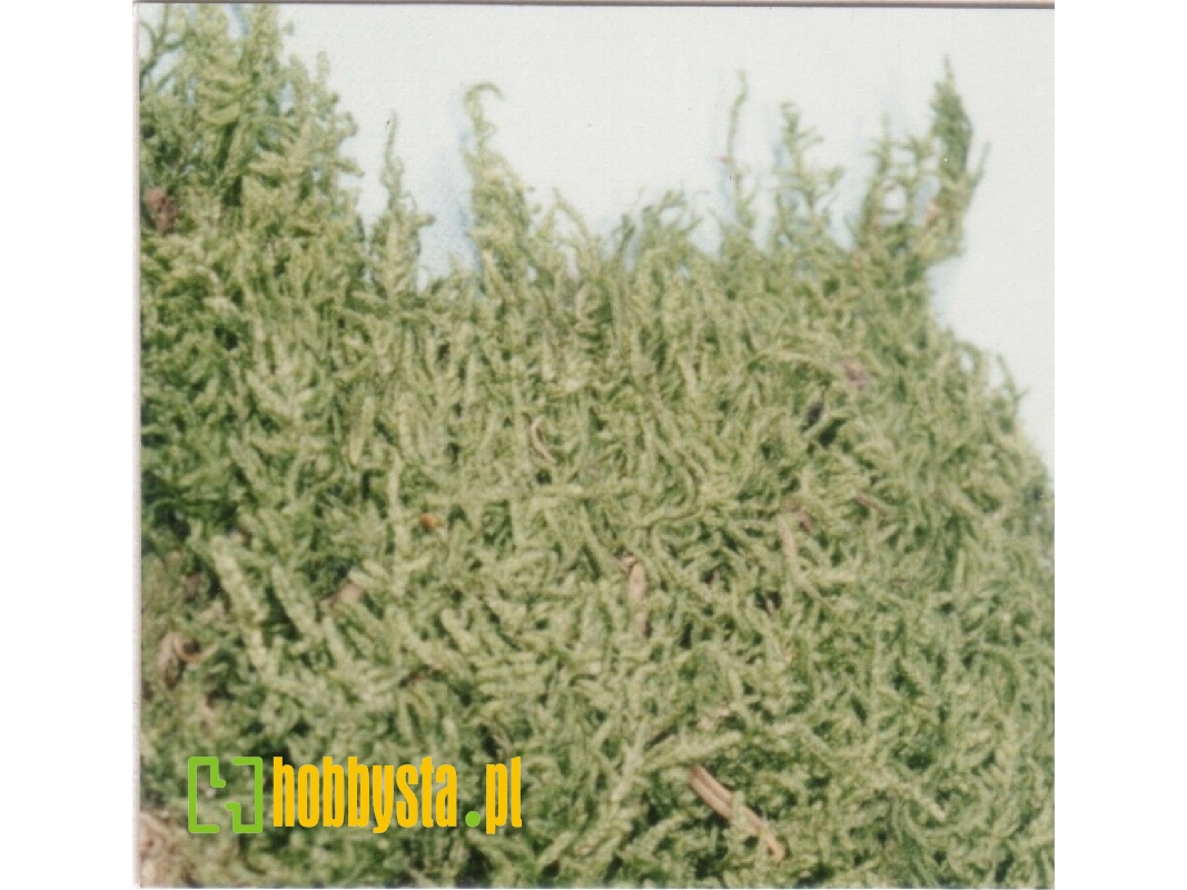 Plates Moss - image 1