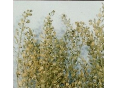 Lepidium (Peppergrass) - image 1