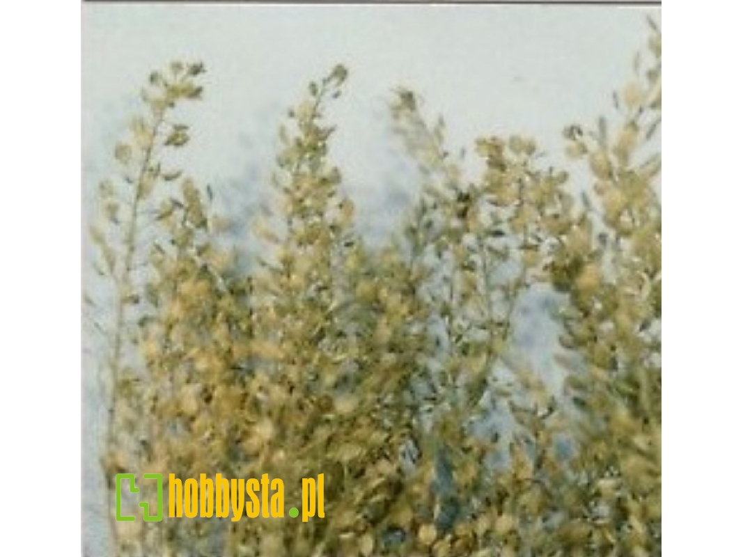 Lepidium (Peppergrass) - image 1 Lepidium (Peppergrass) - image 1