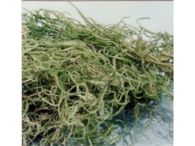 Jungle Moss - image 1