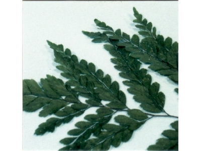 Adiantum Blatter - image 1