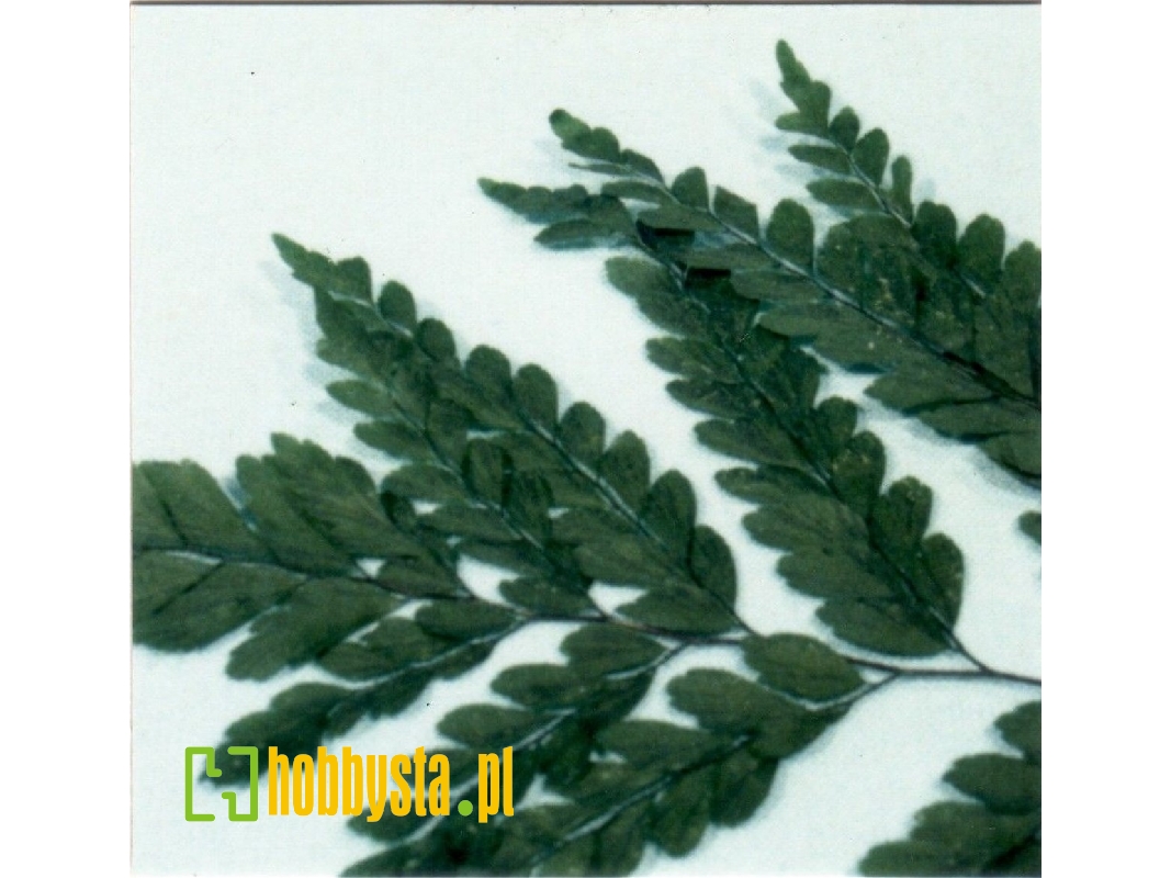 Adiantum Blatter - image 1 Adiantum Blatter - image 1