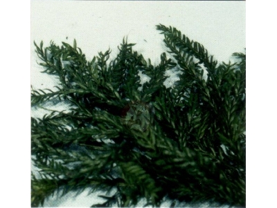 Erika Moss - image 1