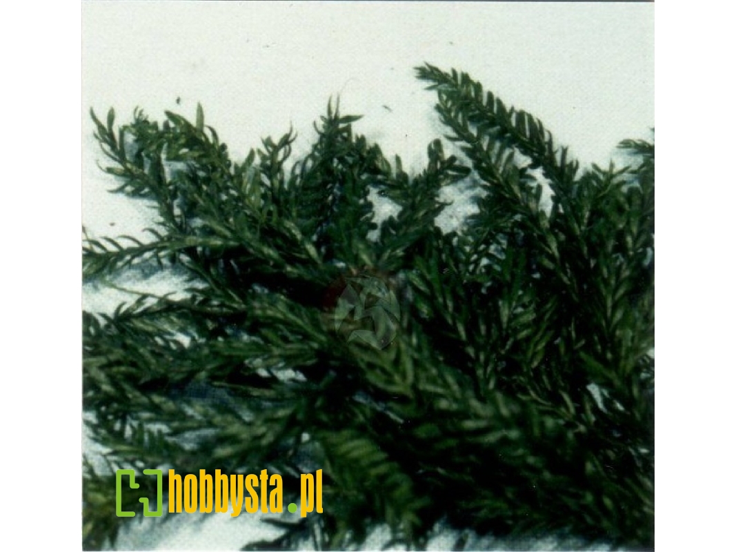 Erika Moss - image 1 Erika Moss - image 1