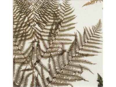 Fern - image 1