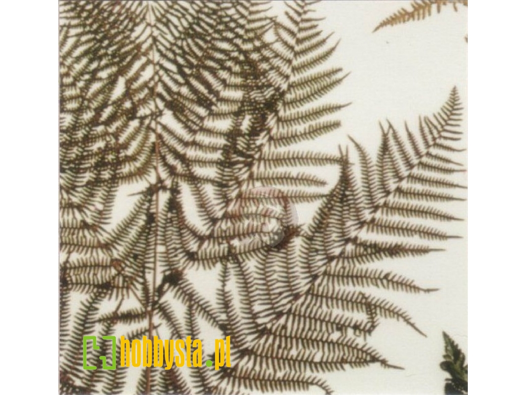 Fern - image 1 Fern - image 1