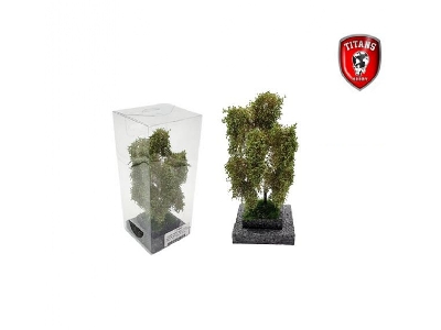 Birch Summer (12 - 16 Cm) - image 1