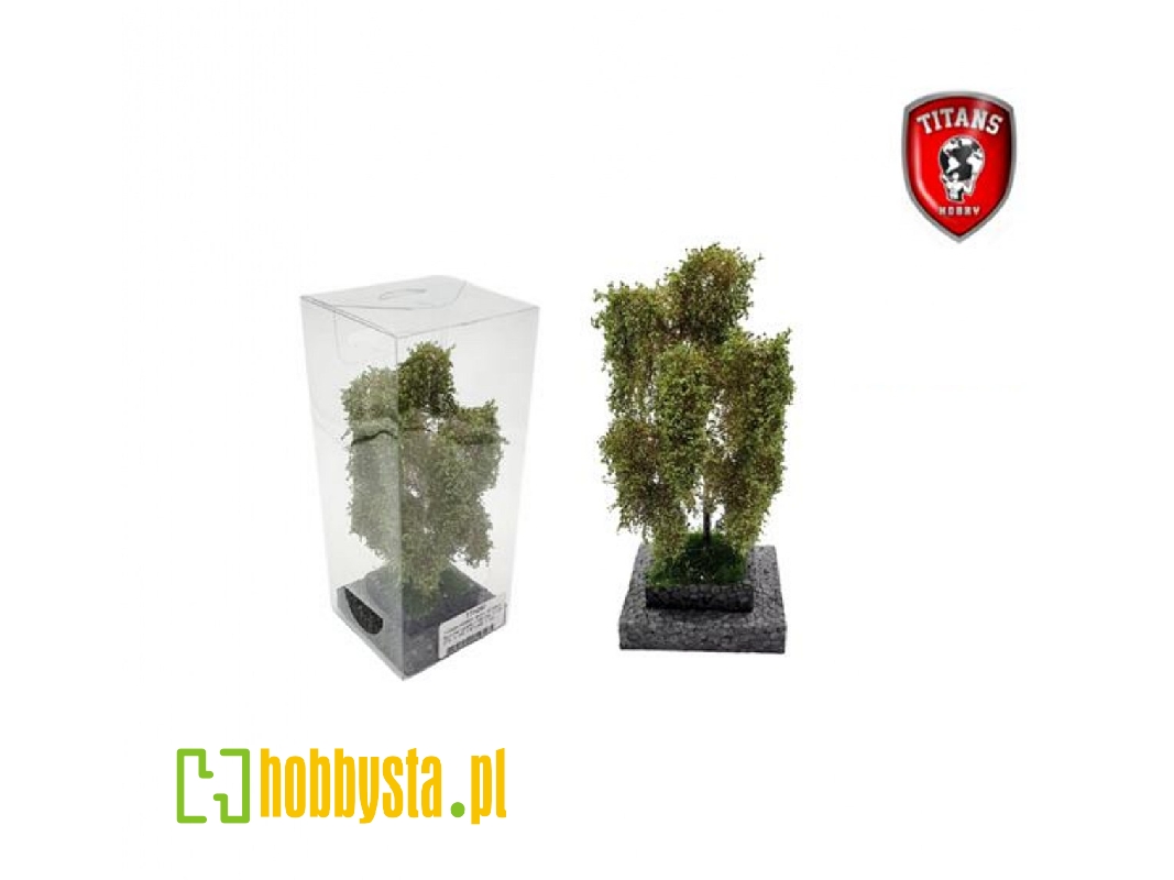 Birch Summer (12 - 16 Cm) - image 1