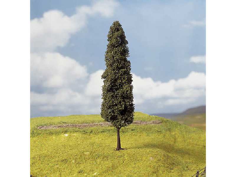 3 swamp cypresses - image 1