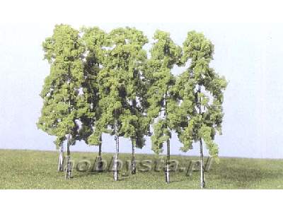 Drzewa - brzozy - wys. 14 cm - 15 sztuk. - image 1