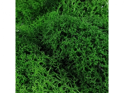 Green Moss - image 1