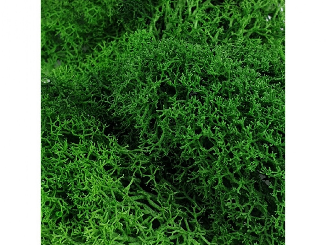 Green Moss - image 1