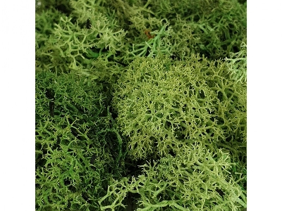 Light Green Moss - image 1