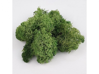 Light Green Moss - image 3