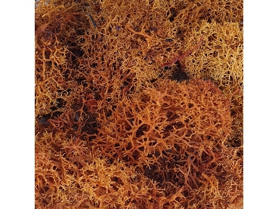 Brown Moss - image 1