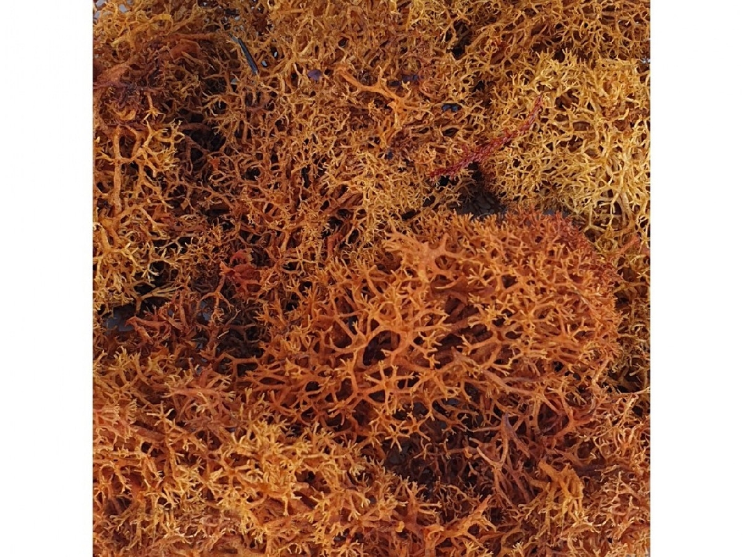 Brown Moss - image 1